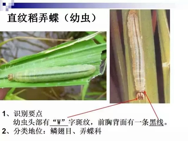 水稻病蟲害,水稻病蟲害的防治技術