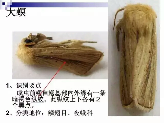 水稻病蟲害,水稻病蟲害的防治技術