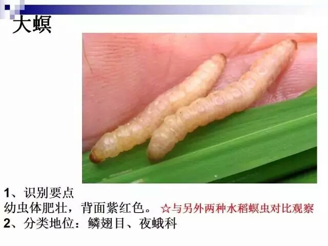 水稻病蟲害,水稻病蟲害的防治技術