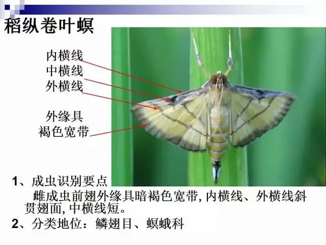 水稻病虫害,水稻病虫害的防治技术