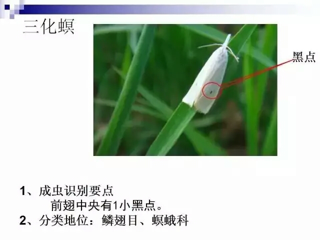 水稻病蟲害,水稻病蟲害的防治技術