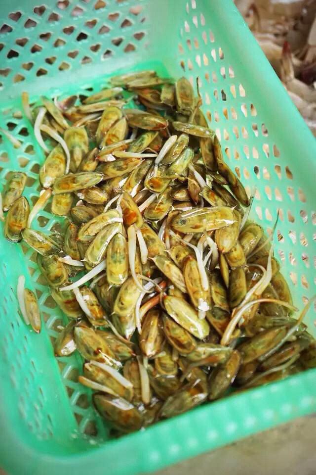 百科问答海豆芽是什么东西(海豆芽图片大全)而且雷州