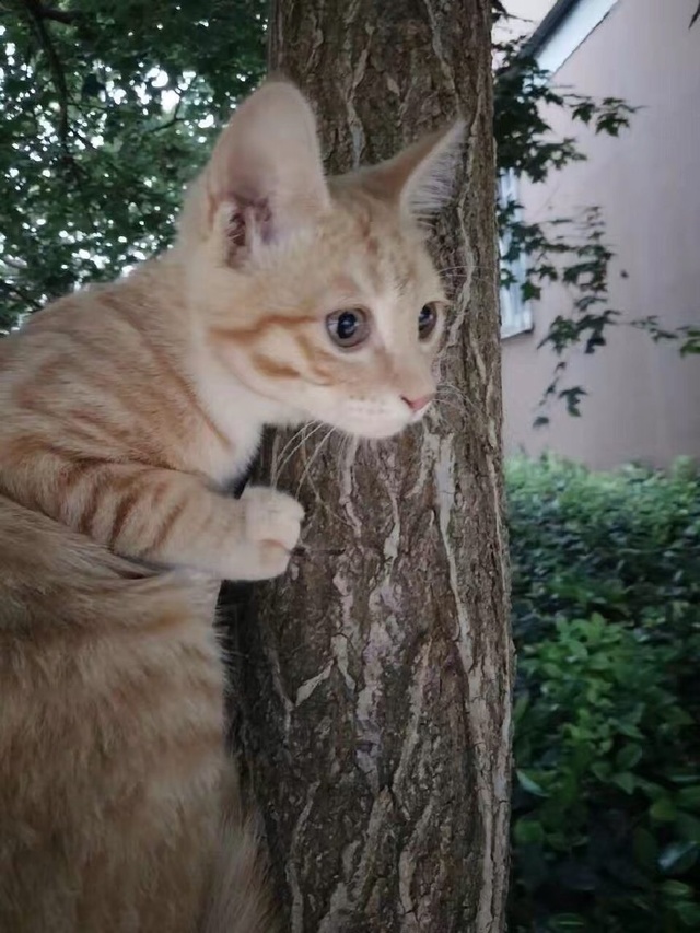 猫有九条命，唯有一颗心做一个像猫一样的女子：神秘，慵懒……