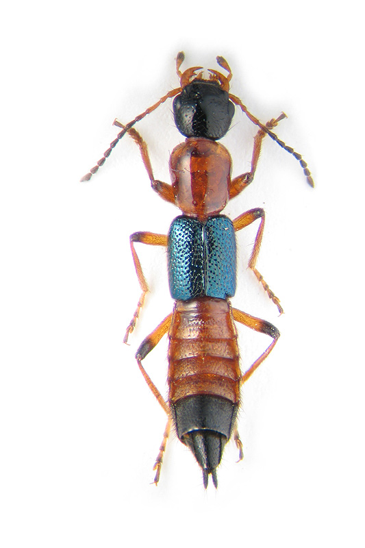 黑足蚁形隐翅虫图片
