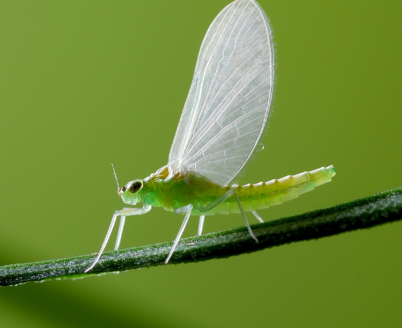 探秘大自然界各种昆虫翅膀的能力,不光是伪装,飞行