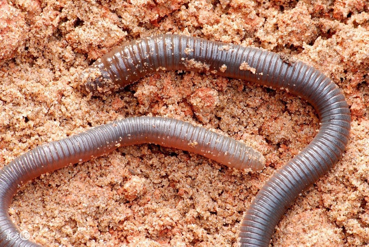 地龙的功效与作用及禁忌 它的效果真是绝了