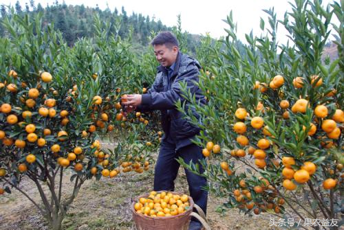 果农产量高不代表效益好，找个靠谱的水果代卖才是宝！