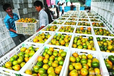 果农产量高不代表效益好，找个靠谱的水果代卖才是宝！