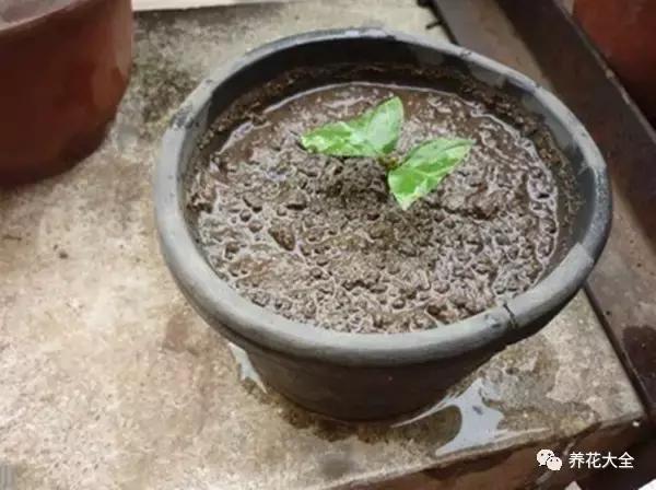 12种木本花卉，9月扦插最好活，猛生根、叶油亮！