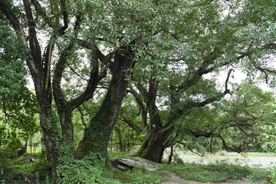 祁门西峰寺的传说