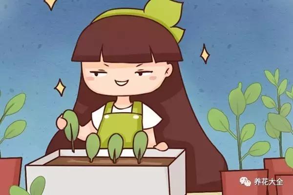 12种木本花卉，9月扦插最好活，猛生根、叶油亮！
