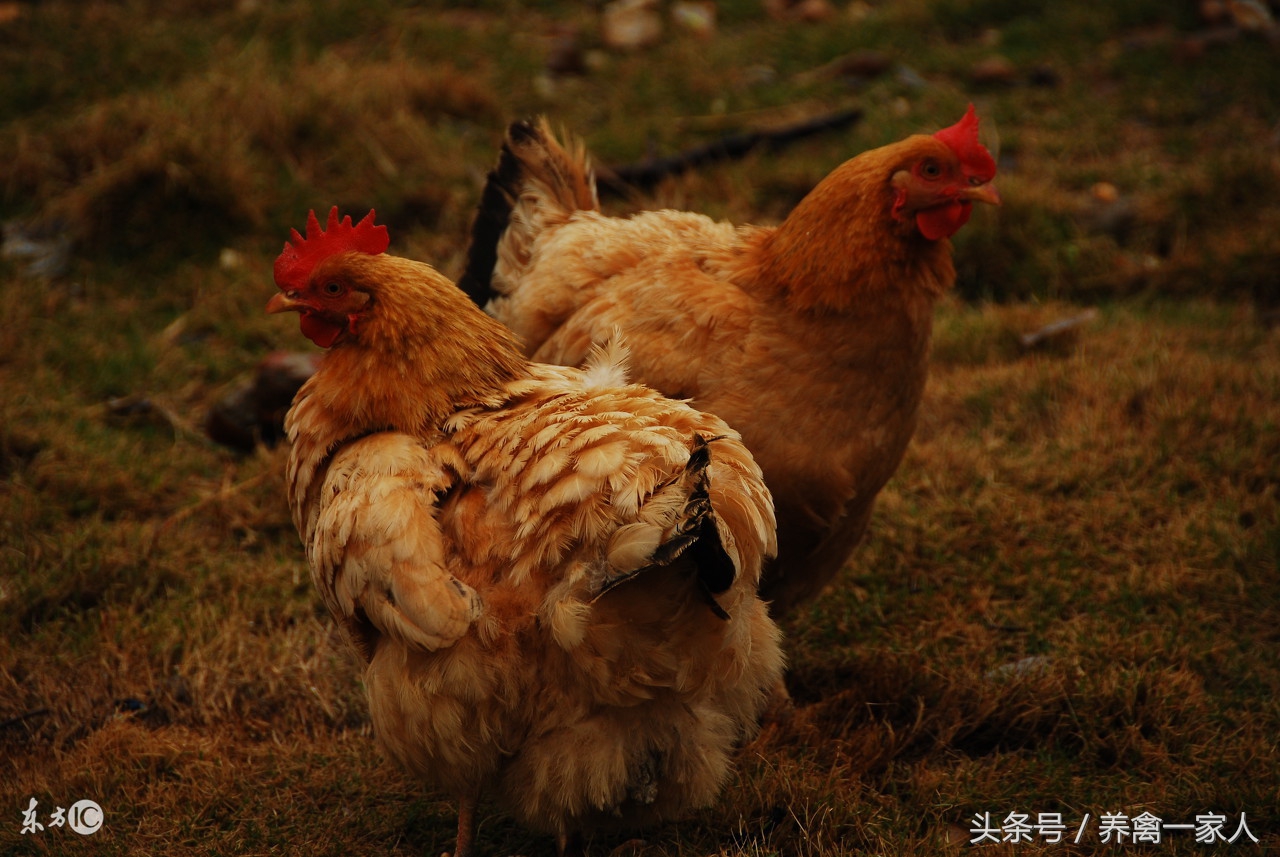 养禽有道鸡腹水高发季节(养鸡秘诀：鸡得了气囊炎，鸡腹水该如何治疗？)