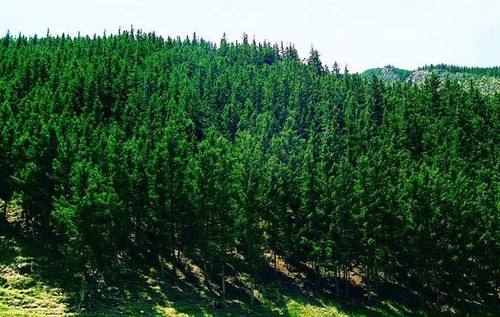 退耕还林地有林权证无法确权 只领每亩1500元补贴 但可延期到70年