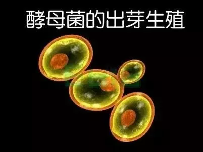 ĸùͽĸ-Ʒ