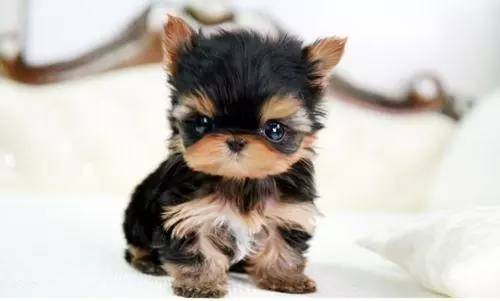 可愛茶杯犬圖片,可愛茶杯犬圖片大全超萌