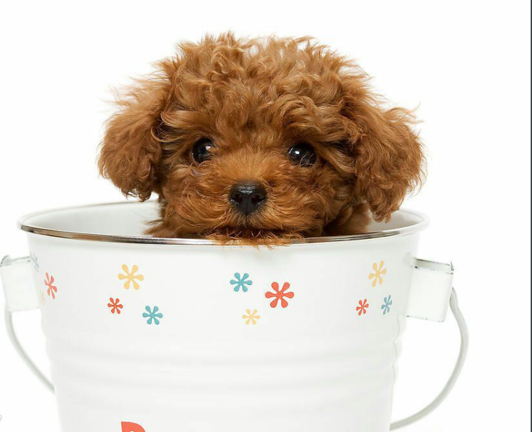 可愛茶杯犬圖片,可愛茶杯犬圖片大全超萌