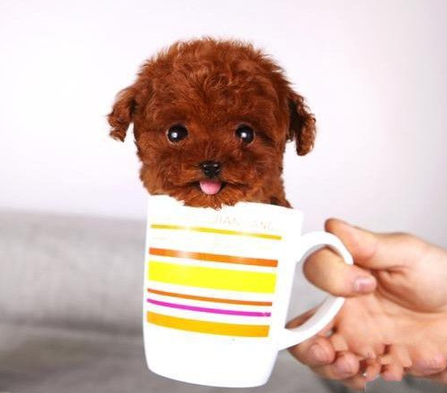 可愛茶杯犬圖片,可愛茶杯犬圖片大全超萌