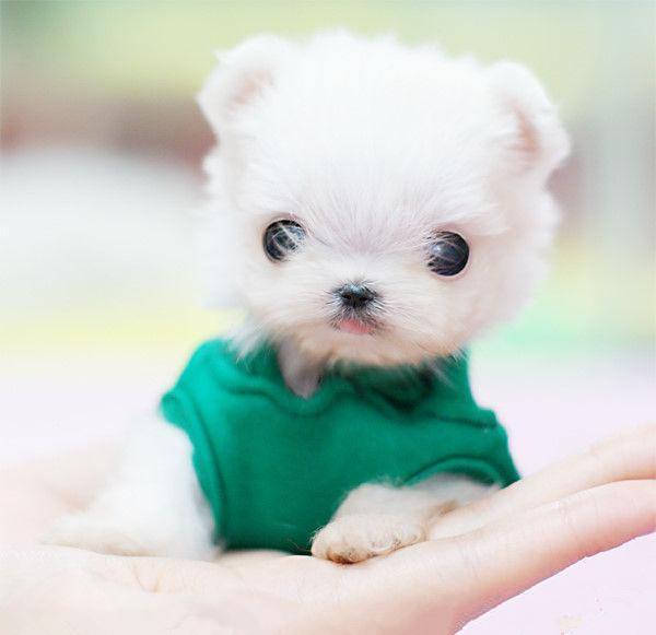 可愛茶杯犬圖片,可愛茶杯犬圖片大全超萌