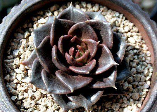 景天科拟石莲属多肉植物_景天科石莲花属 - 云林新闻励志网