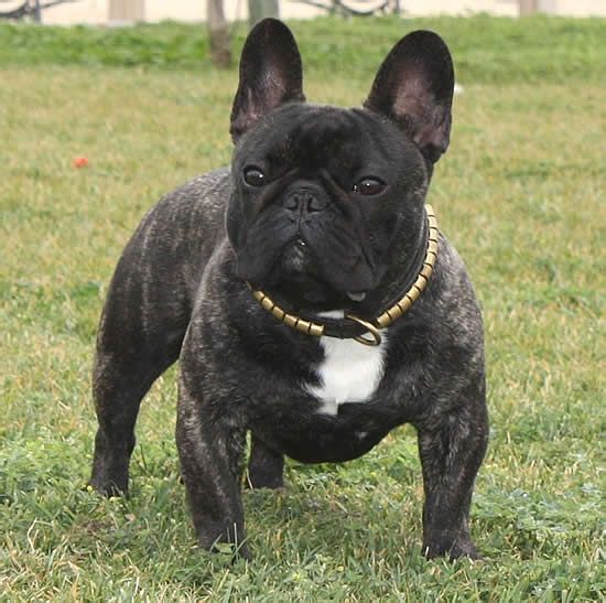 世界名犬——法国斗牛犬(french bulldog)