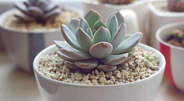 多肉植物中锦天科石莲花属19枚,小编给大家介绍了其中的9枚