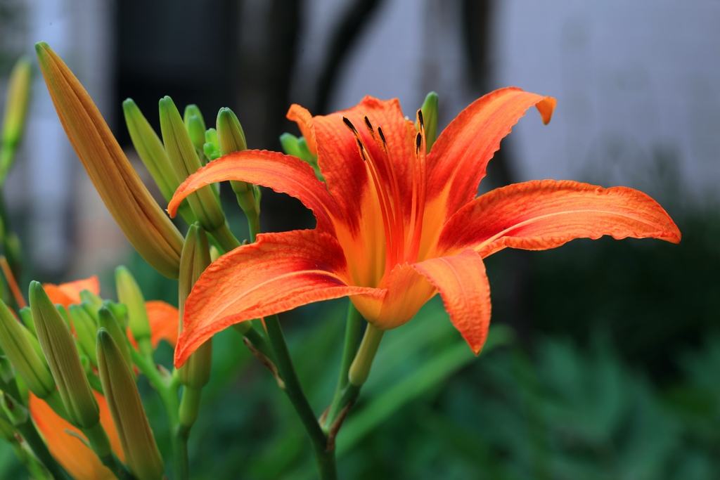 养了那么久,却不知道萱草花(忘忧草)的象征意义及花语