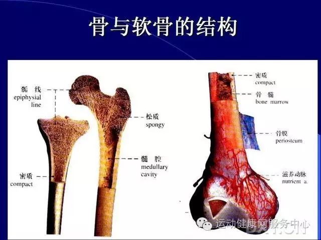 如何提高人体的柔韧性？