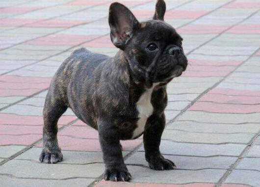 世界名犬——法國鬥牛犬(french bulldog)