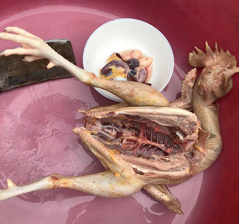 杀鸡的正确方法(杀鸡的正确方法视频播放)