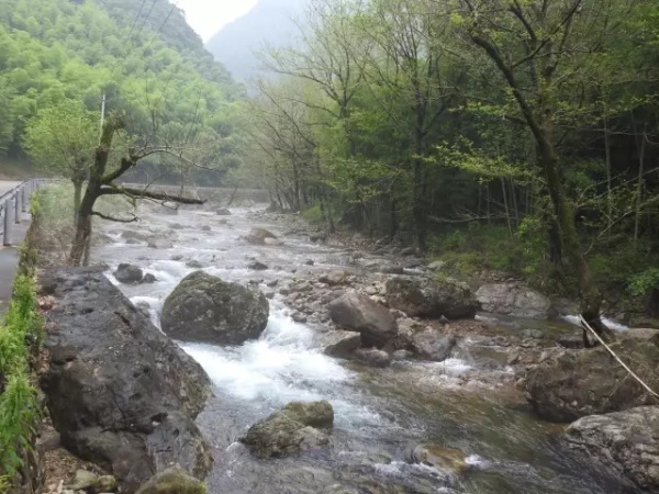 红嘴山雀是什么（红嘴山雀鸟巢图片）-第3张图片-昕阳网