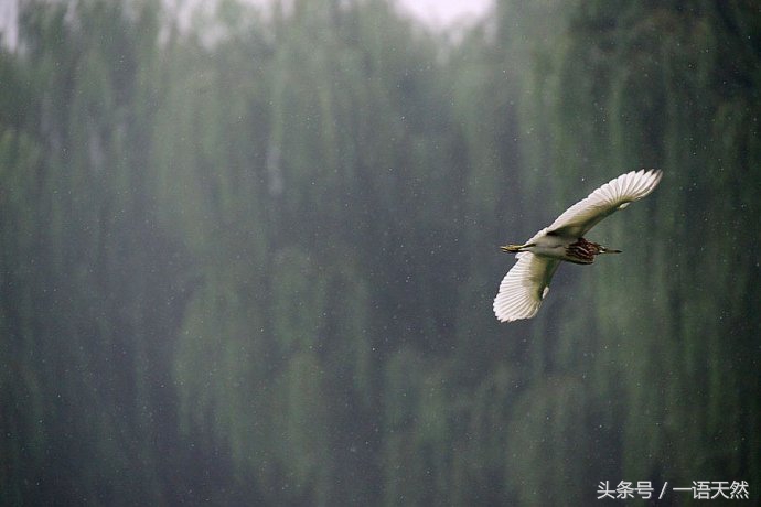 秋雨梧桐叶落时