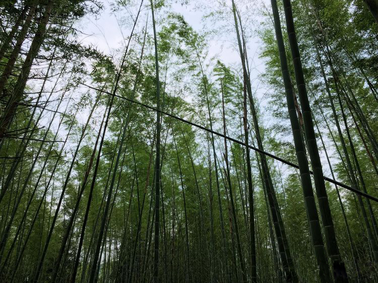 一眼望去全是清新的健康绿 你喜欢这样的清流吗！