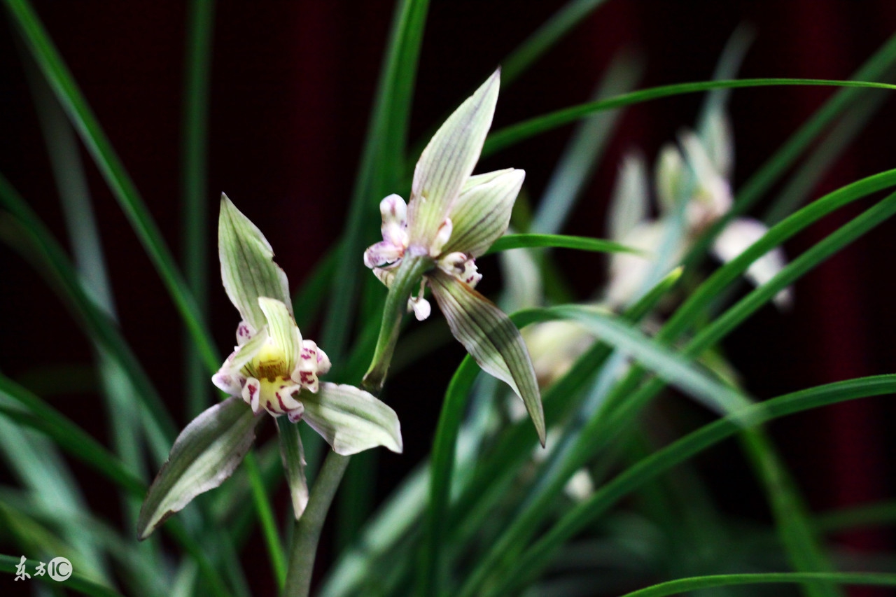 小诗二首——兰美人