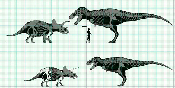 霸王龙和三角龙的恩怨情仇