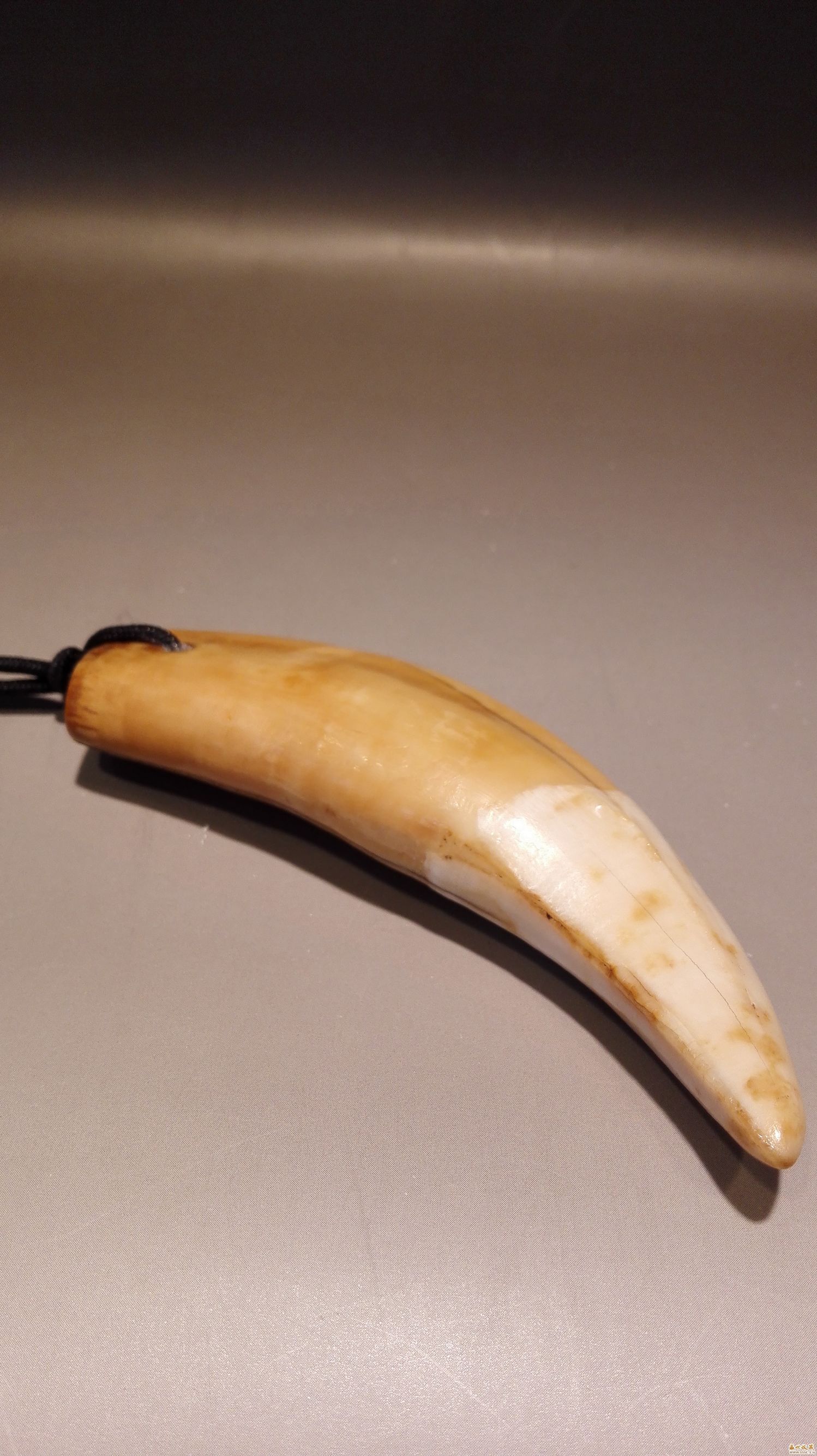 老虎牙多少钱一颗真品(看看那些被人们惦念的牙类) - 价格百科