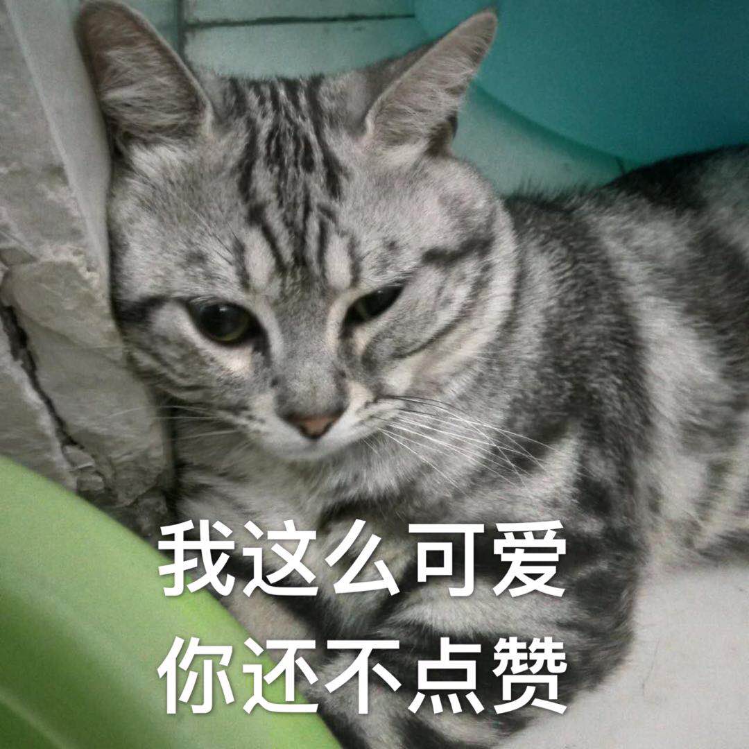 猫星人美短银虎斑：猫界的一股清流，不将就，不媚俗