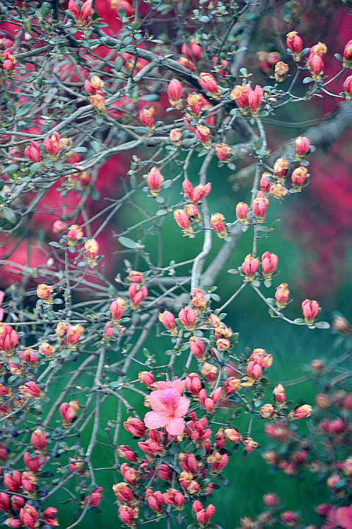 三月，是杜鹃花的梦，融入陌上花开的婉歌