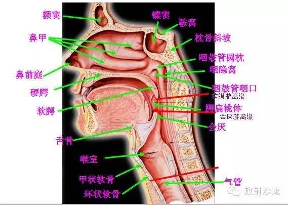 咽部局部解剖学