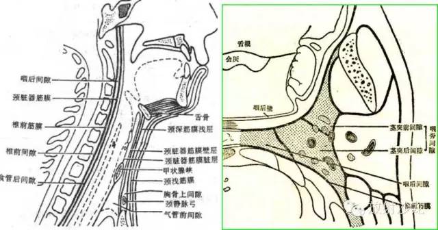 咽部局部解剖学