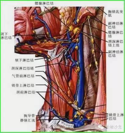 咽部局部解剖学