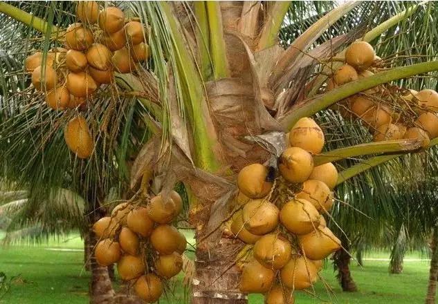 海南椰子树种类图片