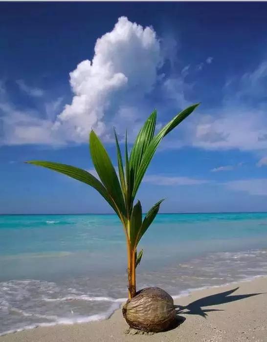 在海南，你可知道椰子树有多重要?