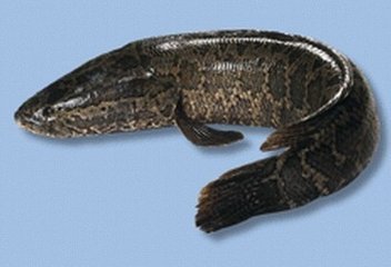 乌鸦反哺、羊羔跪乳和二十四孝的故事