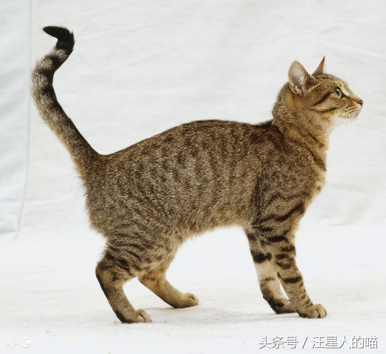 家里养猫的铲屎官们都知道,猫咪尾巴总会做出各种奇怪的姿势,有时候连