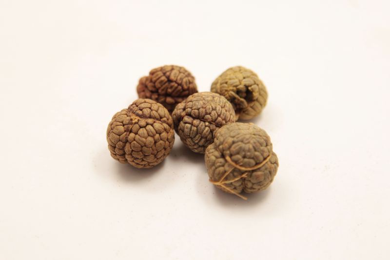 草寇的功效与作用 蒲公英的功效与作用-起航号