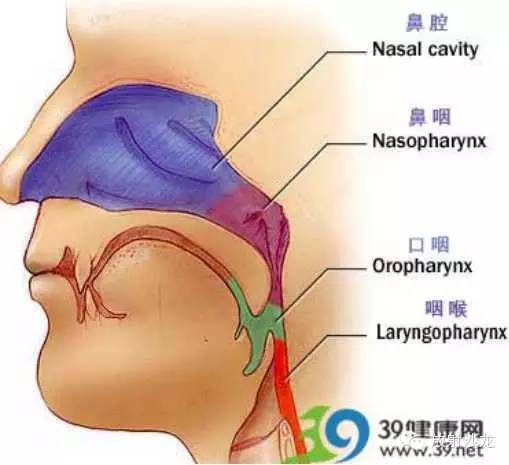 咽部局部解剖学