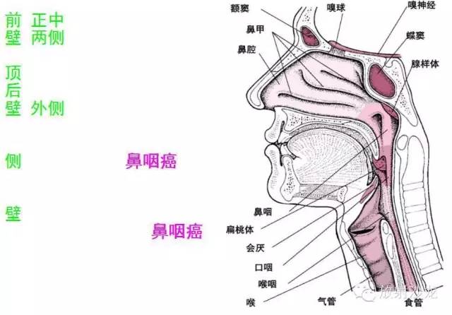 咽部局部解剖学