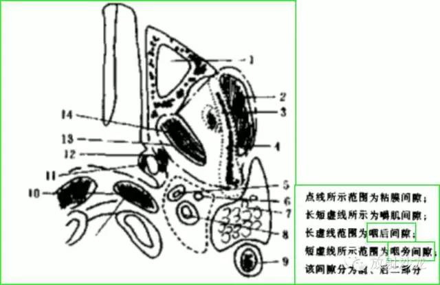 咽部局部解剖学