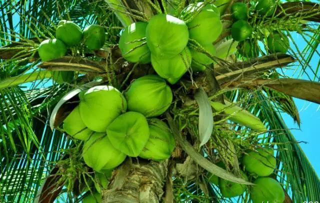 椰子树生长在海边是对的还是错的其实我是海南的一种椰子树上的椰果