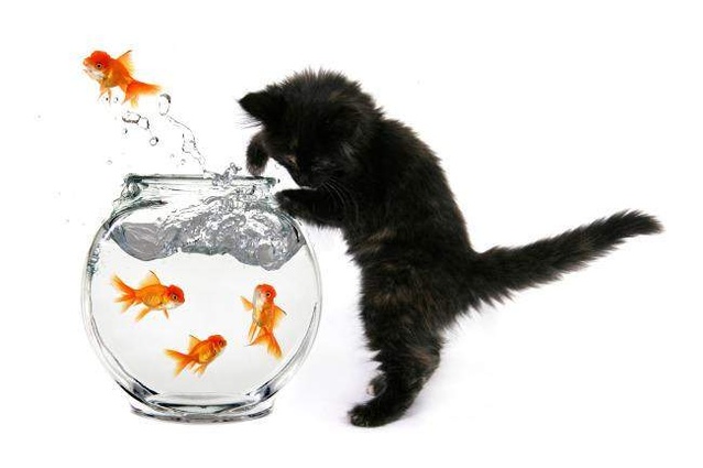 当七秒鱼爱上九命猫
